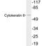 Keratin 8 antibody, LS-C199823, Lifespan Biosciences, Western Blot image 