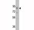 Fibroblast Growth Factor Receptor 1 antibody, F48398-0.4ML, NSJ Bioreagents, Western Blot image 