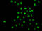Histone Cluster 1 H1 Family Member C antibody, LS-C676765, Lifespan Biosciences, Immunofluorescence image 