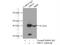 Developmentally Regulated GTP Binding Protein 2 antibody, 14743-1-AP, Proteintech Group, Immunoprecipitation image 