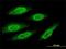 MAGE Family Member A8 antibody, H00004107-M01, Novus Biologicals, Immunofluorescence image 