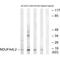 NDUFA4 Mitochondrial Complex Associated Like 2 antibody, A15915, Boster Biological Technology, Western Blot image 