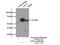 ATL3 antibody, 16921-1-AP, Proteintech Group, Immunoprecipitation image 