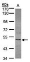 Selenophosphate Synthetase 2 antibody, LS-C185922, Lifespan Biosciences, Western Blot image 