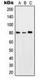 Protein Kinase C Theta antibody, LS-C352715, Lifespan Biosciences, Western Blot image 