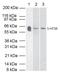 5-Hydroxytryptamine Receptor 3A antibody, ab13897, Abcam, Western Blot image 