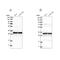 Mitochondrial Ribosomal Protein L45 antibody, PA5-54778, Invitrogen Antibodies, Western Blot image 