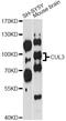 Cullin 3 antibody, STJ23291, St John