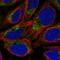 NMNAT3 antibody, HPA039077, Atlas Antibodies, Immunofluorescence image 