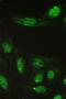 Chaperonin Containing TCP1 Subunit 5 antibody, PB9928, Boster Biological Technology, Immunofluorescence image 