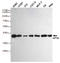 Eukaryotic Translation Initiation Factor 2 Subunit Alpha antibody, M04387-1, Boster Biological Technology, Western Blot image 