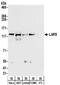 Leucyl-TRNA Synthetase antibody, NBP2-32209, Novus Biologicals, Western Blot image 