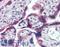 FMR1 antibody, LS-B3953, Lifespan Biosciences, Immunohistochemistry paraffin image 