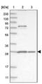 Proteasome Subunit Alpha 5 antibody, NBP1-86839, Novus Biologicals, Western Blot image 
