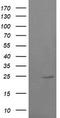 Ras-related protein Rab-37 antibody, LS-C174278, Lifespan Biosciences, Western Blot image 