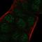 Aryl Hydrocarbon Receptor Nuclear Translocator 2 antibody, HPA001056, Atlas Antibodies, Immunocytochemistry image 