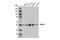 Ring Finger Protein 1 antibody, 13069S, Cell Signaling Technology, Western Blot image 