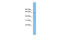 Cryptochrome Circadian Regulator 2 antibody, ARP52398_P050, Aviva Systems Biology, Western Blot image 