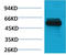 Tripartite Motif Containing 72 antibody, A06982, Boster Biological Technology, Western Blot image 