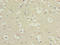 CKLF Like MARVEL Transmembrane Domain Containing 5 antibody, LS-C397648, Lifespan Biosciences, Immunohistochemistry paraffin image 