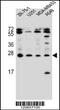 Endothelin-1 antibody, 56-152, ProSci, Western Blot image 