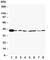 Mitogen-Activated Protein Kinase 1 antibody, R30367, NSJ Bioreagents, Western Blot image 