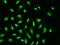 YY1 Transcription Factor antibody, GTX02399, GeneTex, Immunofluorescence image 