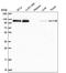 Transcriptional Regulating Factor 1 antibody, NBP2-56238, Novus Biologicals, Western Blot image 