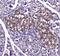Insulin Degrading Enzyme antibody, PA5-79435, Invitrogen Antibodies, Immunohistochemistry paraffin image 