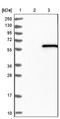 Sedoheptulokinase antibody, NBP1-91151, Novus Biologicals, Immunohistochemistry frozen image 