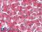 Haptoglobin antibody, LS-B2863, Lifespan Biosciences, Immunohistochemistry paraffin image 
