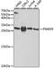 Proteasome 26S Subunit, Non-ATPase 9 antibody, MBS129967, MyBioSource, Western Blot image 
