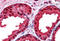 Parkinsonism Associated Deglycase antibody, MBS244781, MyBioSource, Immunohistochemistry frozen image 