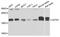 Centrin 1 antibody, A3784, ABclonal Technology, Western Blot image 