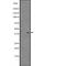 Nuclear Factor, Erythroid 2 antibody, PA5-67842, Invitrogen Antibodies, Western Blot image 