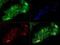 Toll Like Receptor Adaptor Molecule 1 antibody, GTX13810, GeneTex, Immunocytochemistry image 