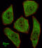 Leucine-rich repeat-containing protein 45 antibody, A16557, Boster Biological Technology, Immunofluorescence image 