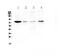 TNF Receptor Superfamily Member 11a antibody, A01064-2, Boster Biological Technology, Western Blot image 