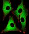 Glutathione synthetase antibody, PA5-49598, Invitrogen Antibodies, Immunofluorescence image 