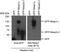 Spectrin Repeat Containing Nuclear Envelope Protein 1 antibody, NBP2-59946, Novus Biologicals, Western Blot image 