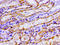Aconitase 2 antibody, LS-C669664, Lifespan Biosciences, Immunohistochemistry paraffin image 