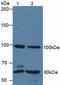 Quiescin Sulfhydryl Oxidase 1 antibody, LS-C302388, Lifespan Biosciences, Western Blot image 