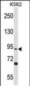 Testis Specific 10 antibody, PA5-72136, Invitrogen Antibodies, Western Blot image 