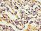 ADA33 antibody, LS-C379288, Lifespan Biosciences, Immunohistochemistry paraffin image 