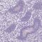 Phosducin Like 2 antibody, PA5-61695, Invitrogen Antibodies, Immunohistochemistry frozen image 