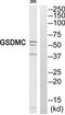 Gasdermin C antibody, TA315616, Origene, Western Blot image 