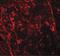 NK3 Homeobox 2 antibody, PA5-21108, Invitrogen Antibodies, Immunofluorescence image 