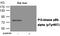 Phosphoinositide-3-Kinase Regulatory Subunit 1 antibody, MBS9404033, MyBioSource, Western Blot image 