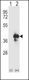 Apurinic/Apyrimidinic Endodeoxyribonuclease 1 antibody, LS-C97345, Lifespan Biosciences, Western Blot image 