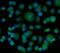 BCL2 Associated Athanogene 5 antibody, A07402, Boster Biological Technology, Immunofluorescence image 